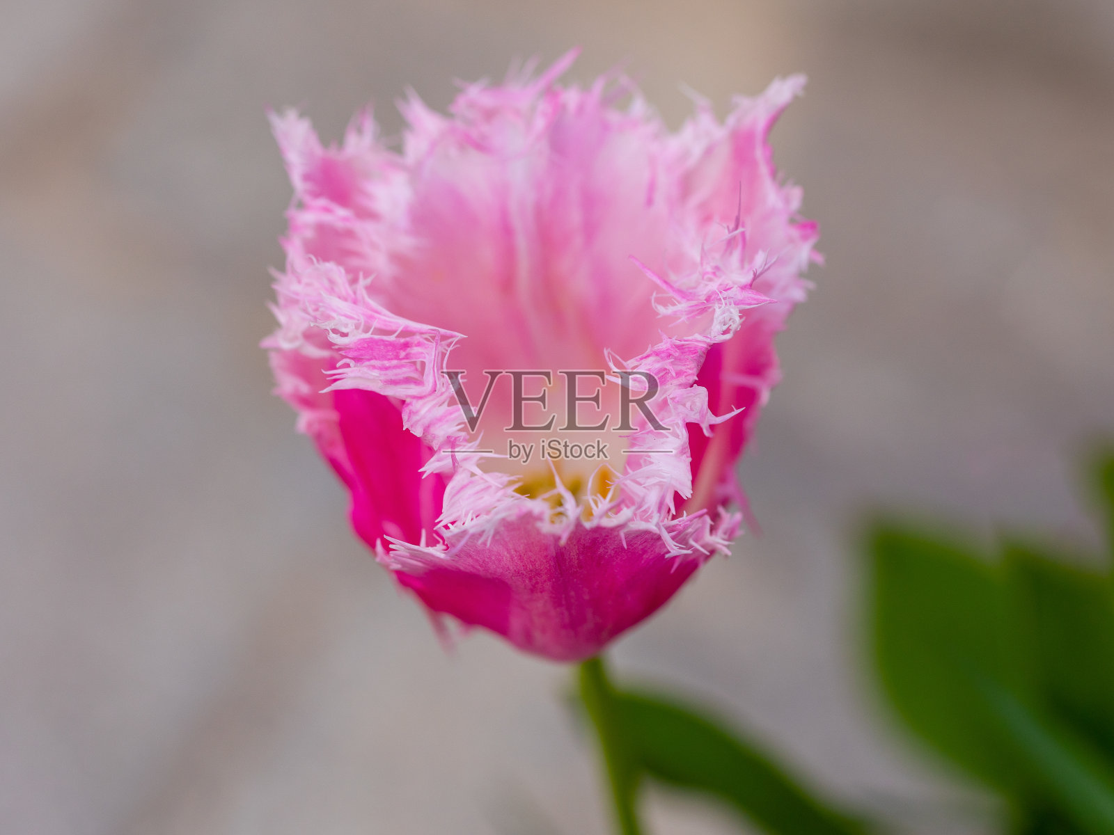 Tulipa Huis ten bosch花生长在马德里的一个花园照片摄影图片