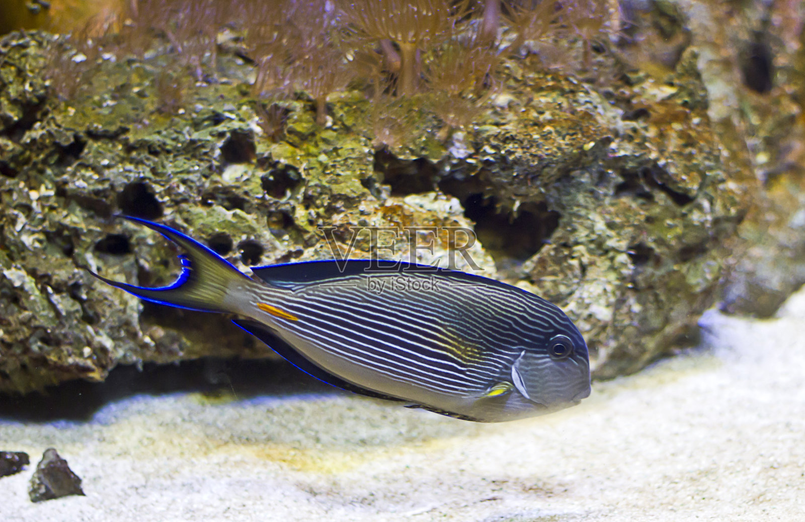 棘皮龙索哈尔照片摄影图片