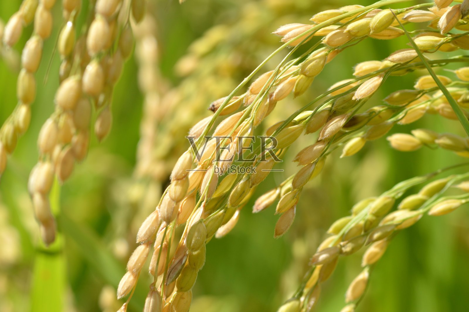 大米的耳朵照片摄影图片