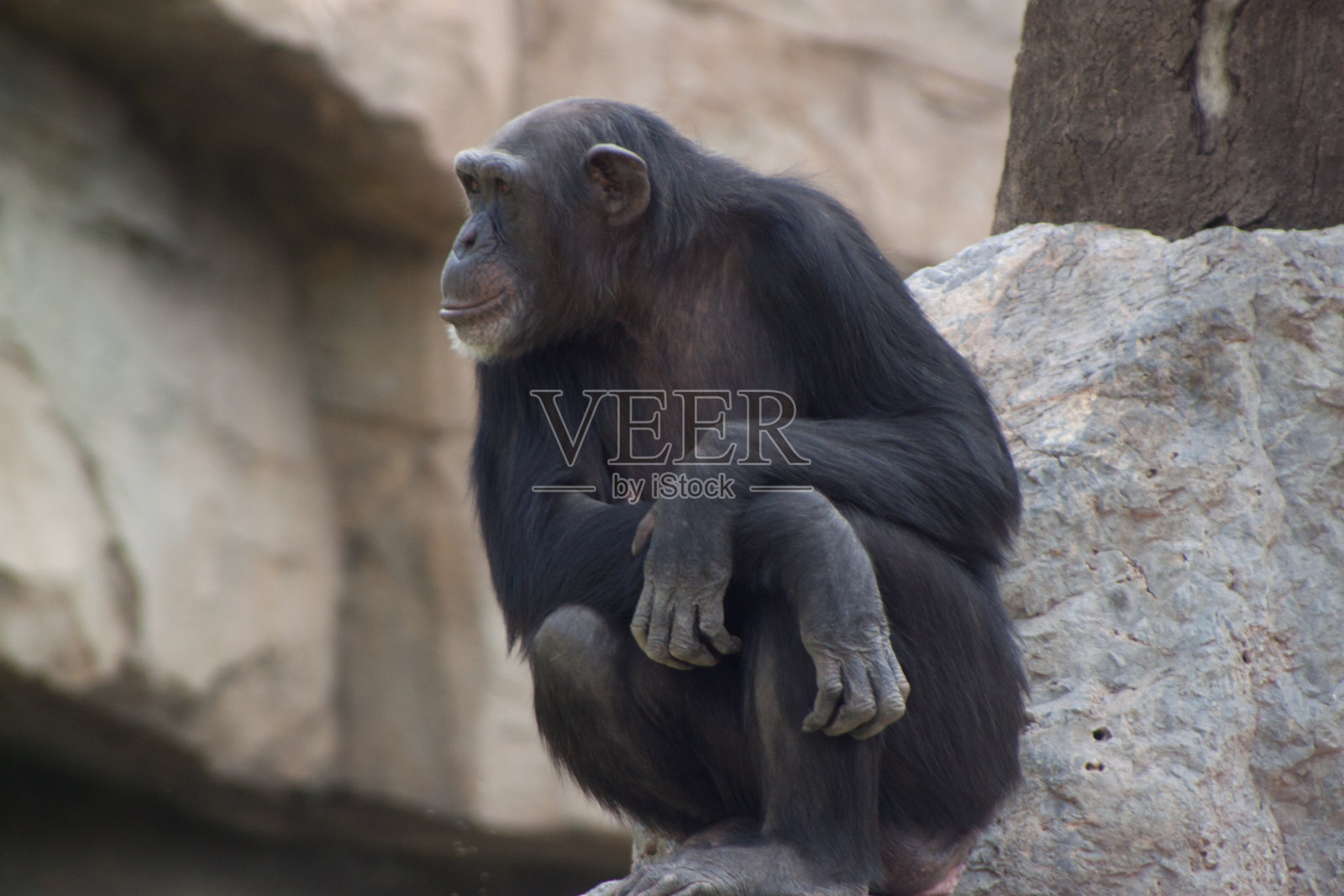 深思熟虑的黑猩猩照片摄影图片
