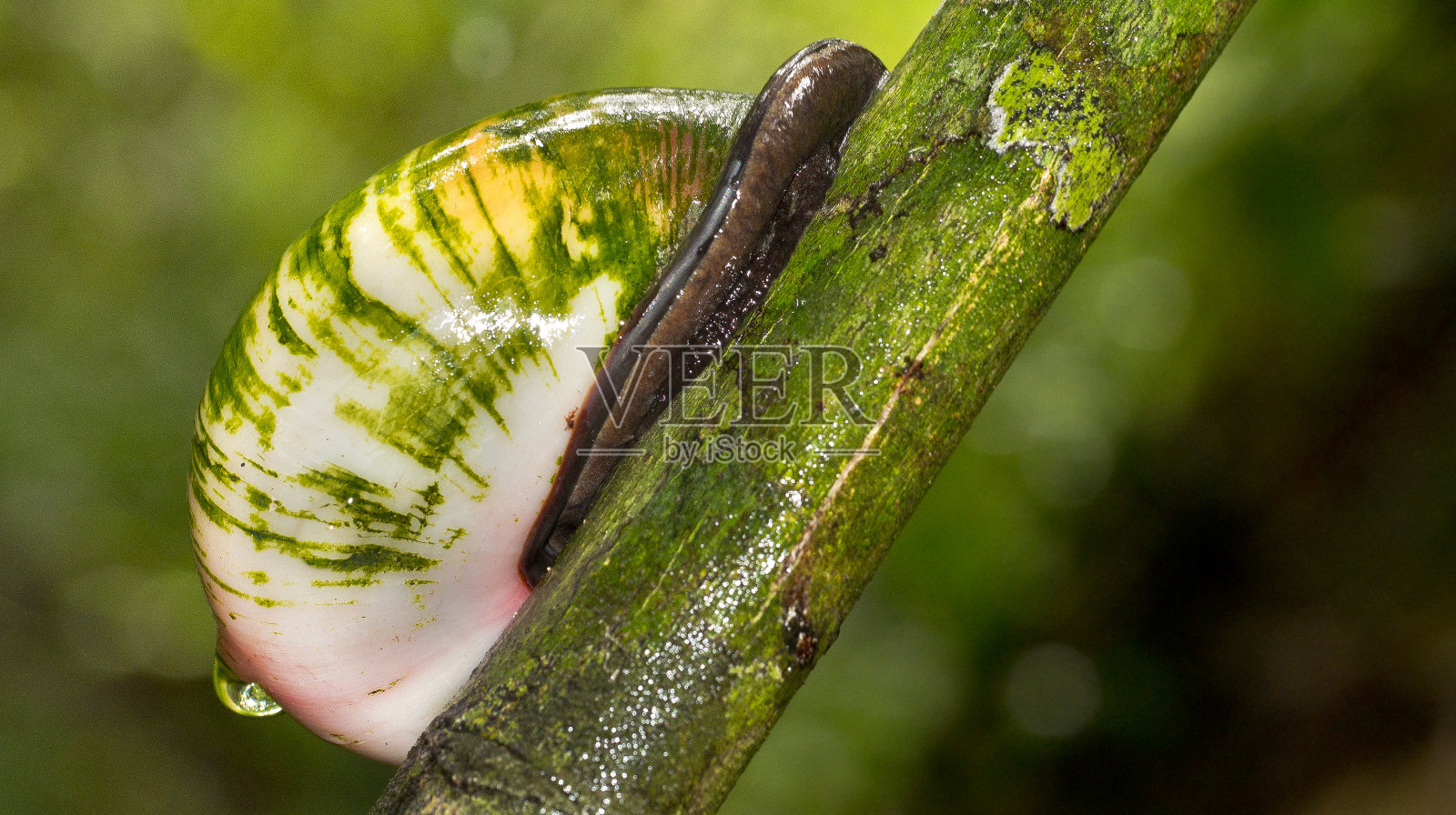 巨大的树蜗牛，Sinharaja国家公园雨林，斯里兰卡照片摄影图片