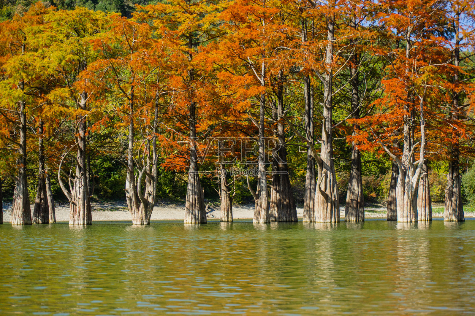 沼泽柏树，裸柏树。在阿纳帕市附近的Sukko，路和橙色的柏树针倒映在绿松石色的湖中。秋天的风景。自然背景。照片摄影图片