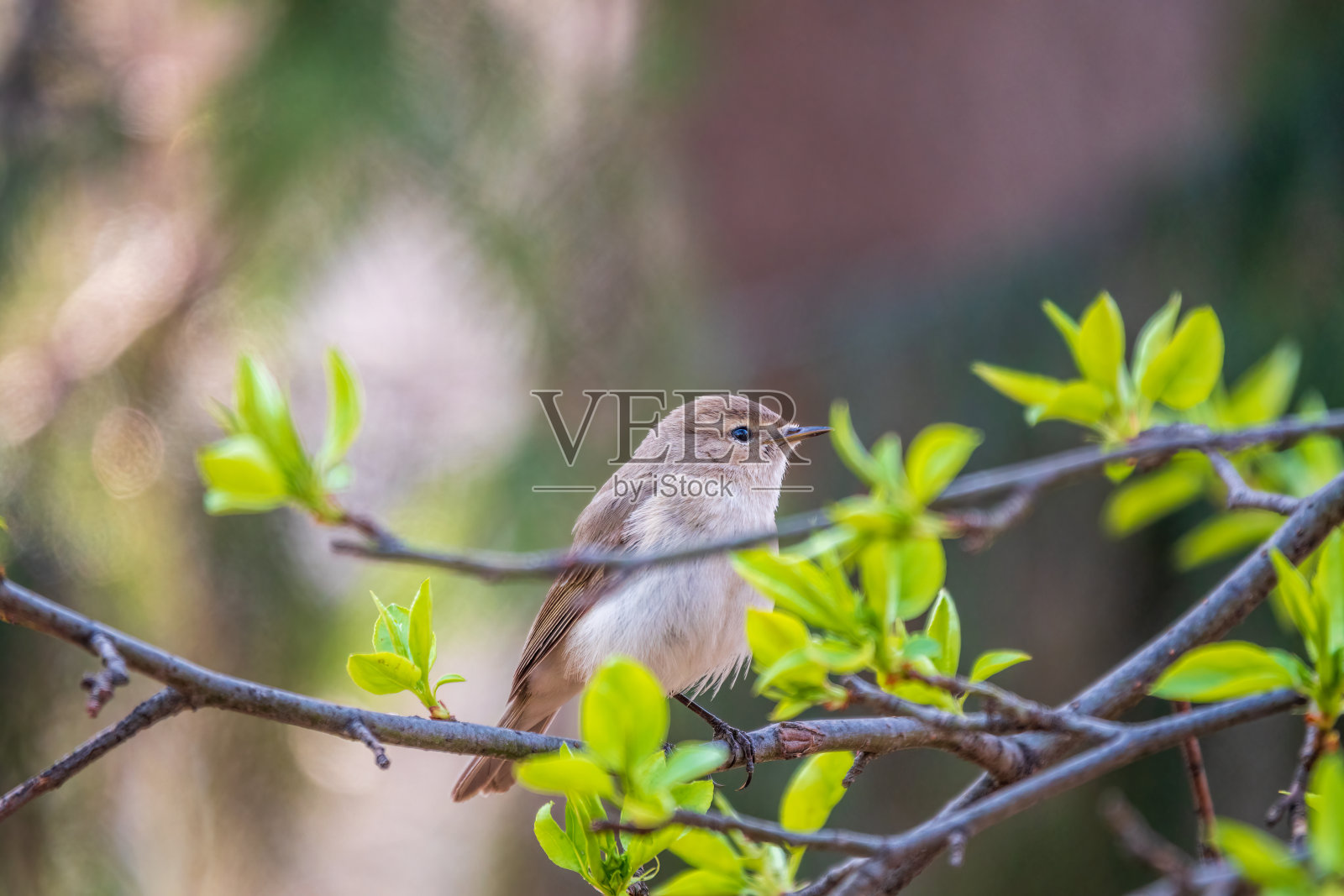 常见的棕柳莺,lat。毛茛，春天坐在灌木的树枝上寻找食物照片摄影图片