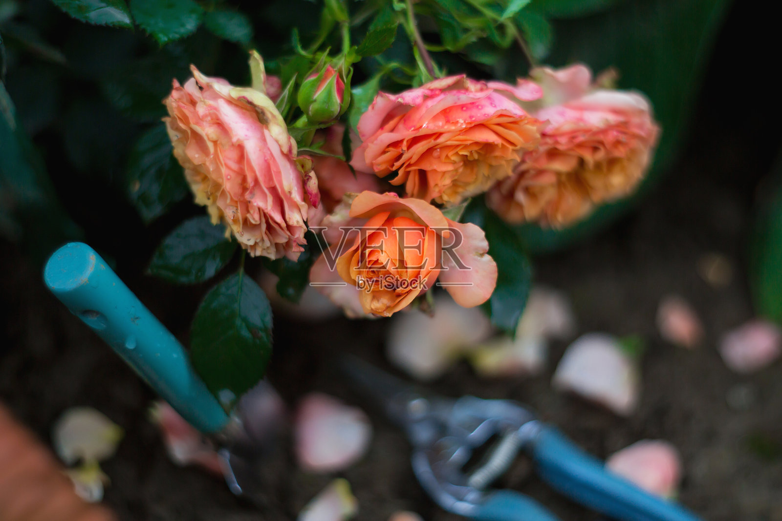 雨后花园里的玫瑰和园艺工具。味蕾密切起来。花的背景与美丽的散景。复制文本空间。照片摄影图片