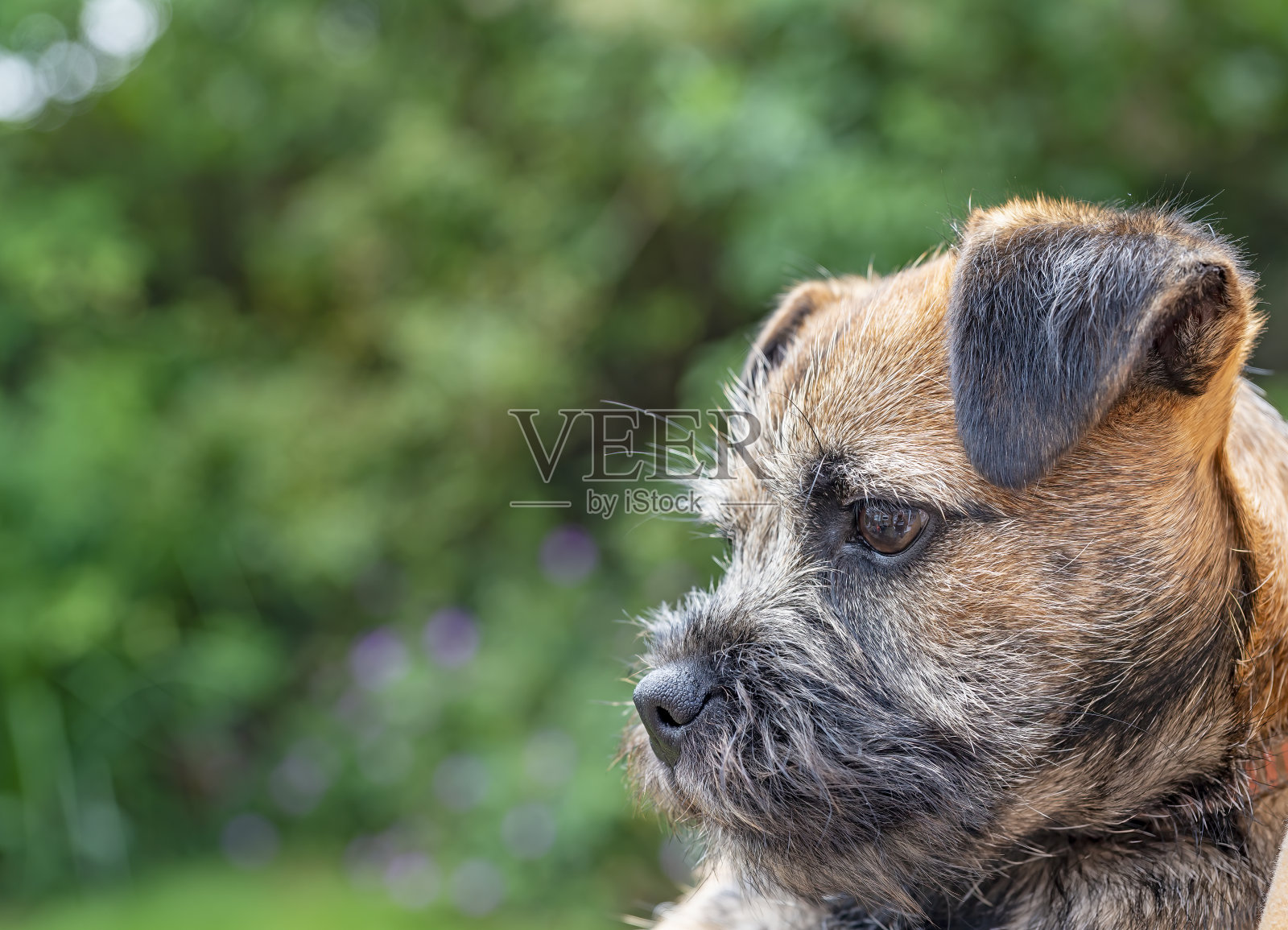 边境犬幼犬肖像照片摄影图片