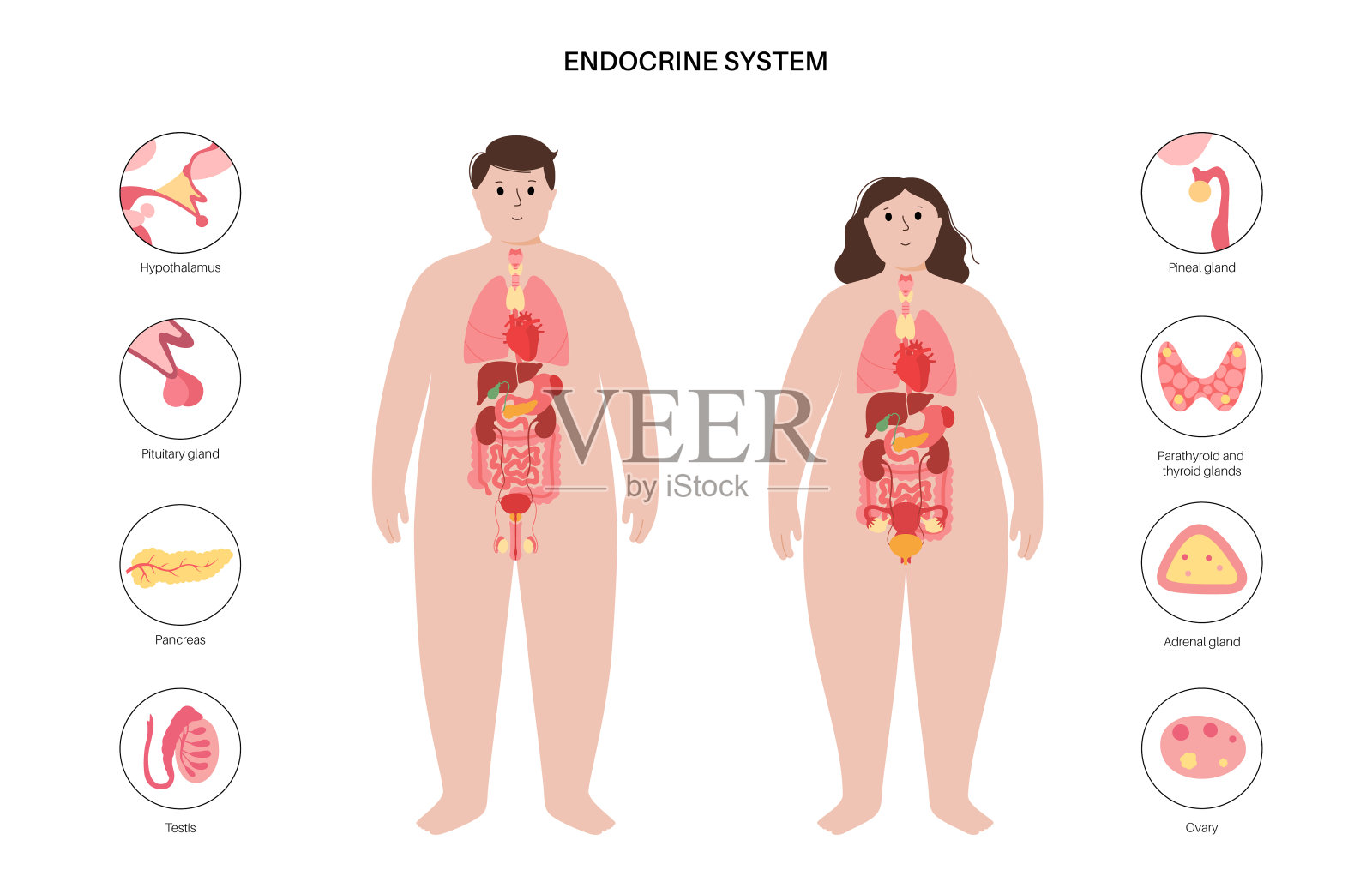 人体内分泌系统插画图片素材