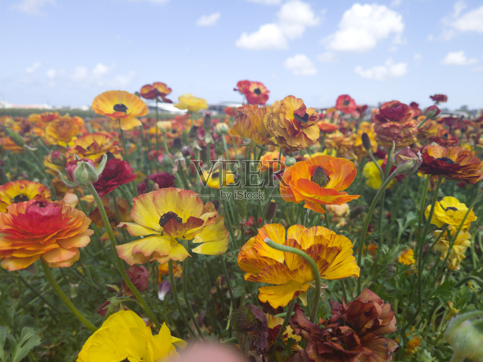 明媚阳光下花田中的彩色花朵照片摄影图片
