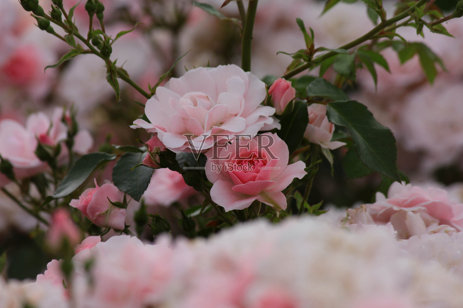 玫瑰花园照片摄影图片