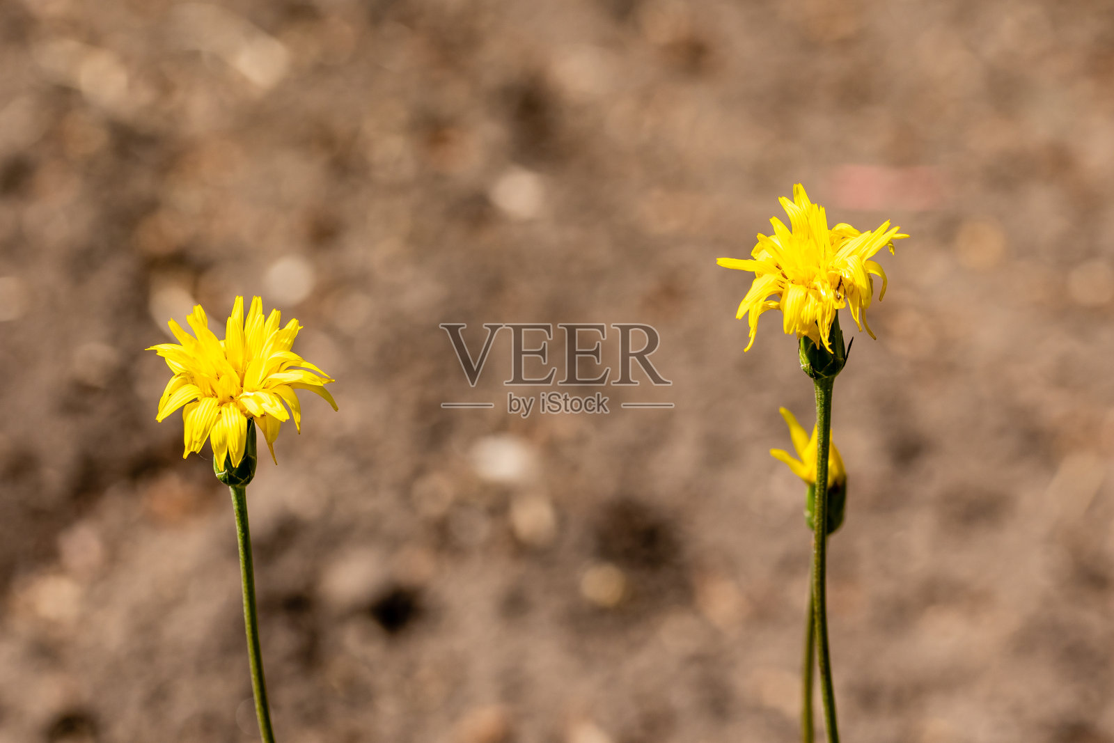 在马德里的一个花园里种植的Salsif花照片摄影图片