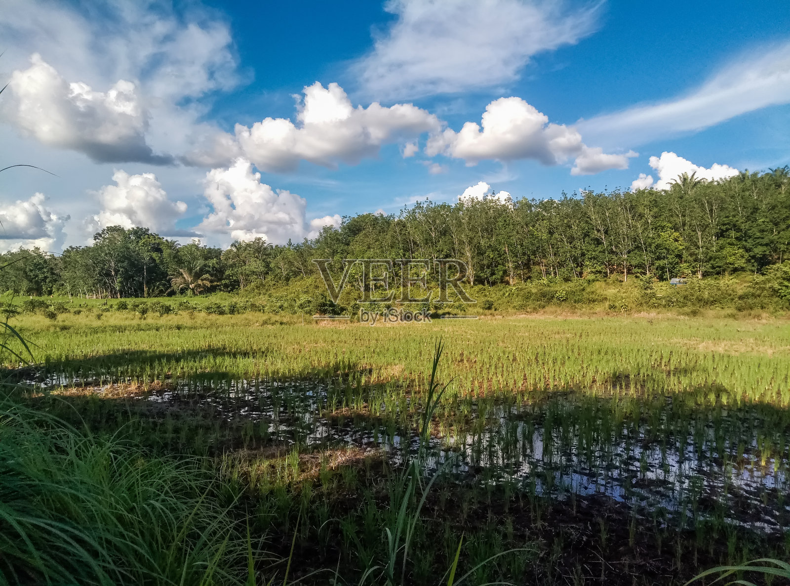 西加里曼丹Sekadau Regency的Nanga Mahap区社区稻田照片摄影图片