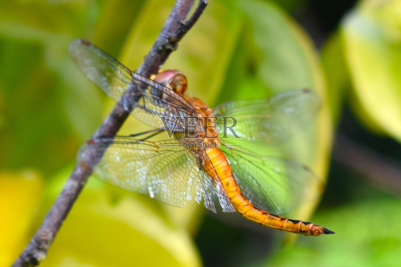 蜻蜓照片摄影图片
