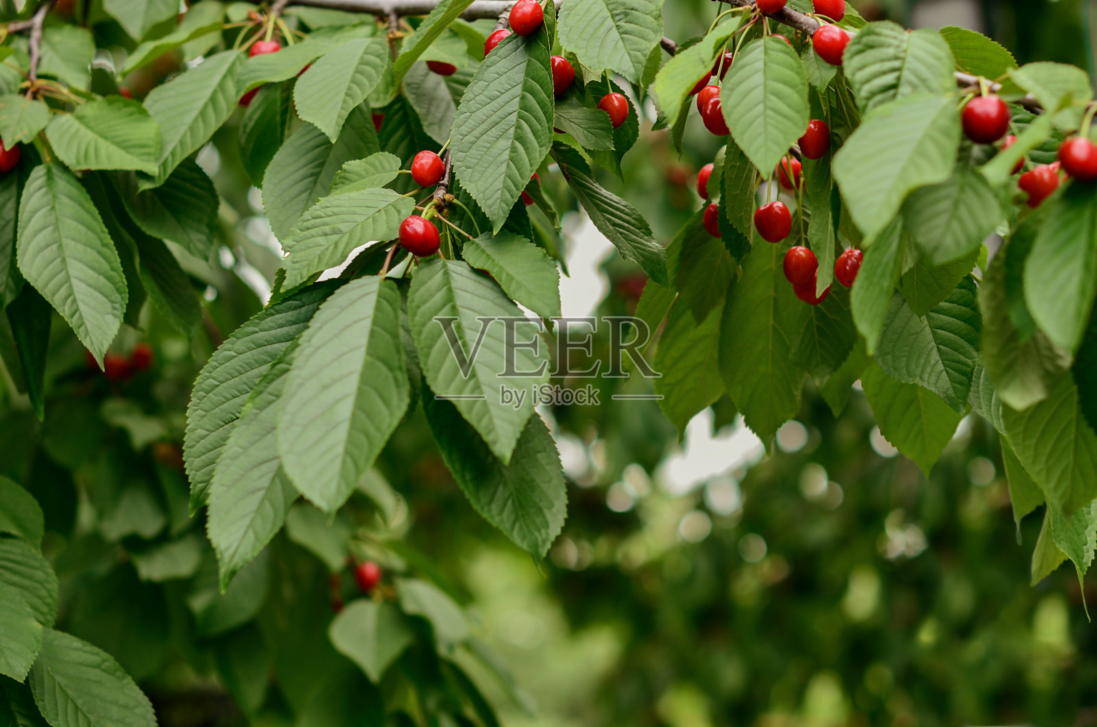 花园里有樱桃树，树枝上有浆果照片摄影图片