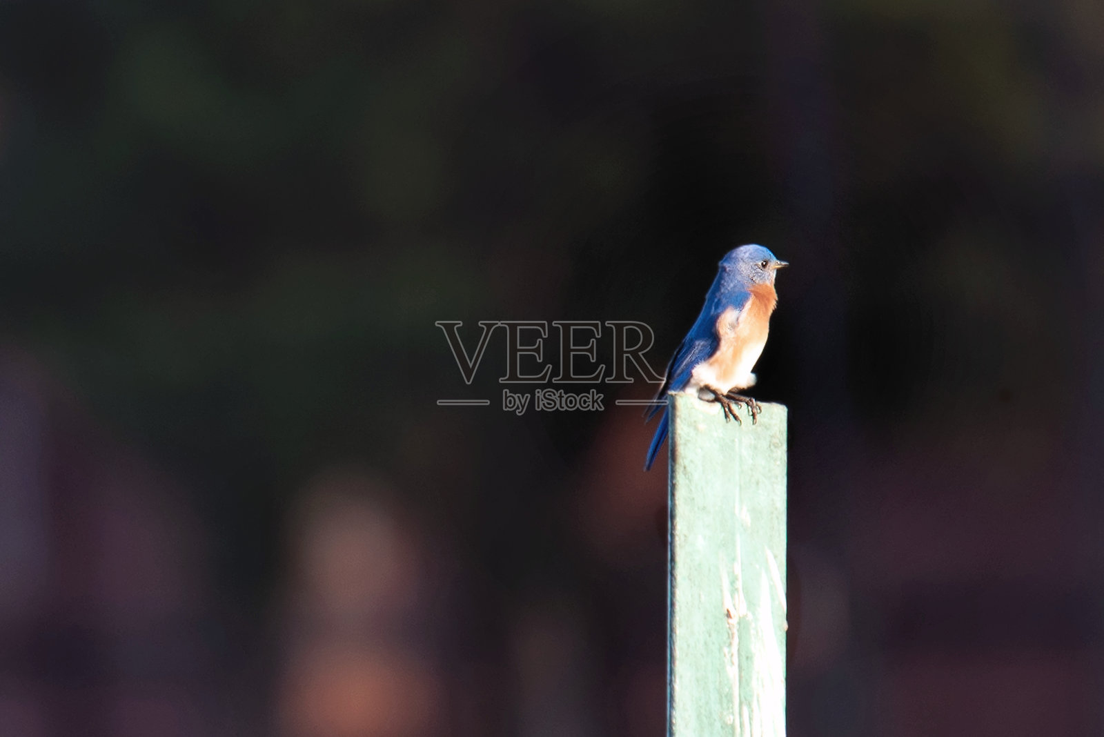 春天的蓝鸟照片摄影图片