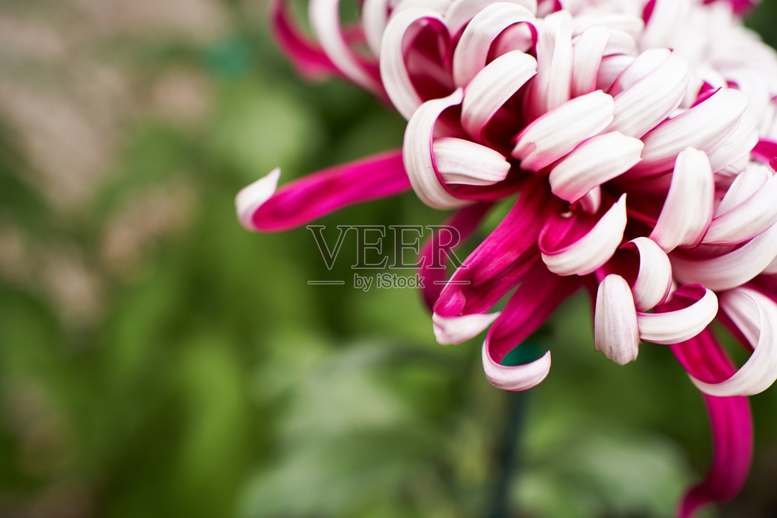 花园里生长的菊花的花瓣照片摄影图片