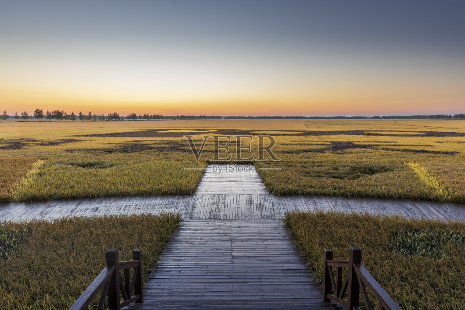 俯瞰稻田照片摄影图片