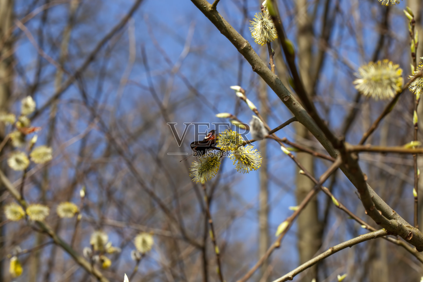 一棵在春天盛开的柳树照片摄影图片