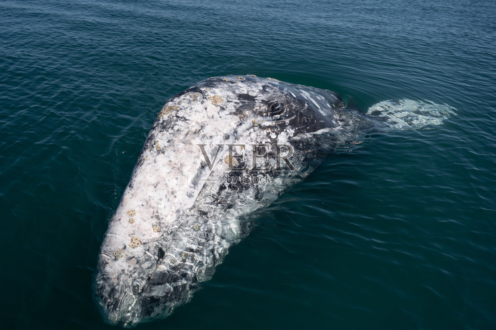 近距离观察灰鲸，在格雷罗州的黑鲸照片摄影图片