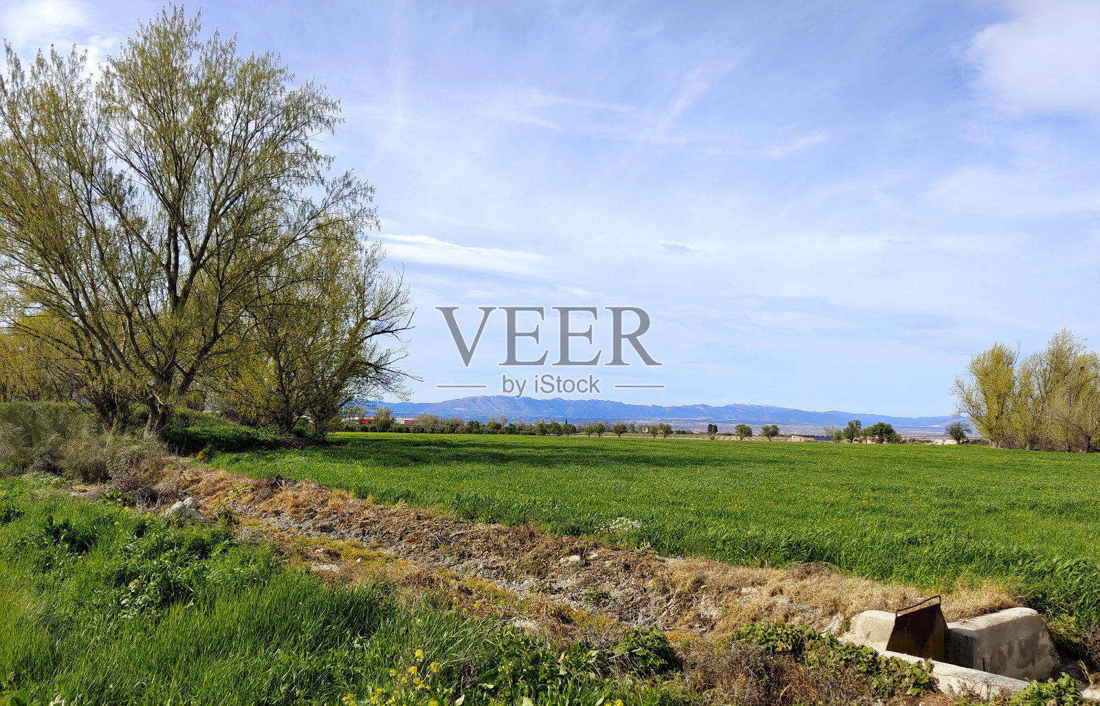 草地上的花照片摄影图片