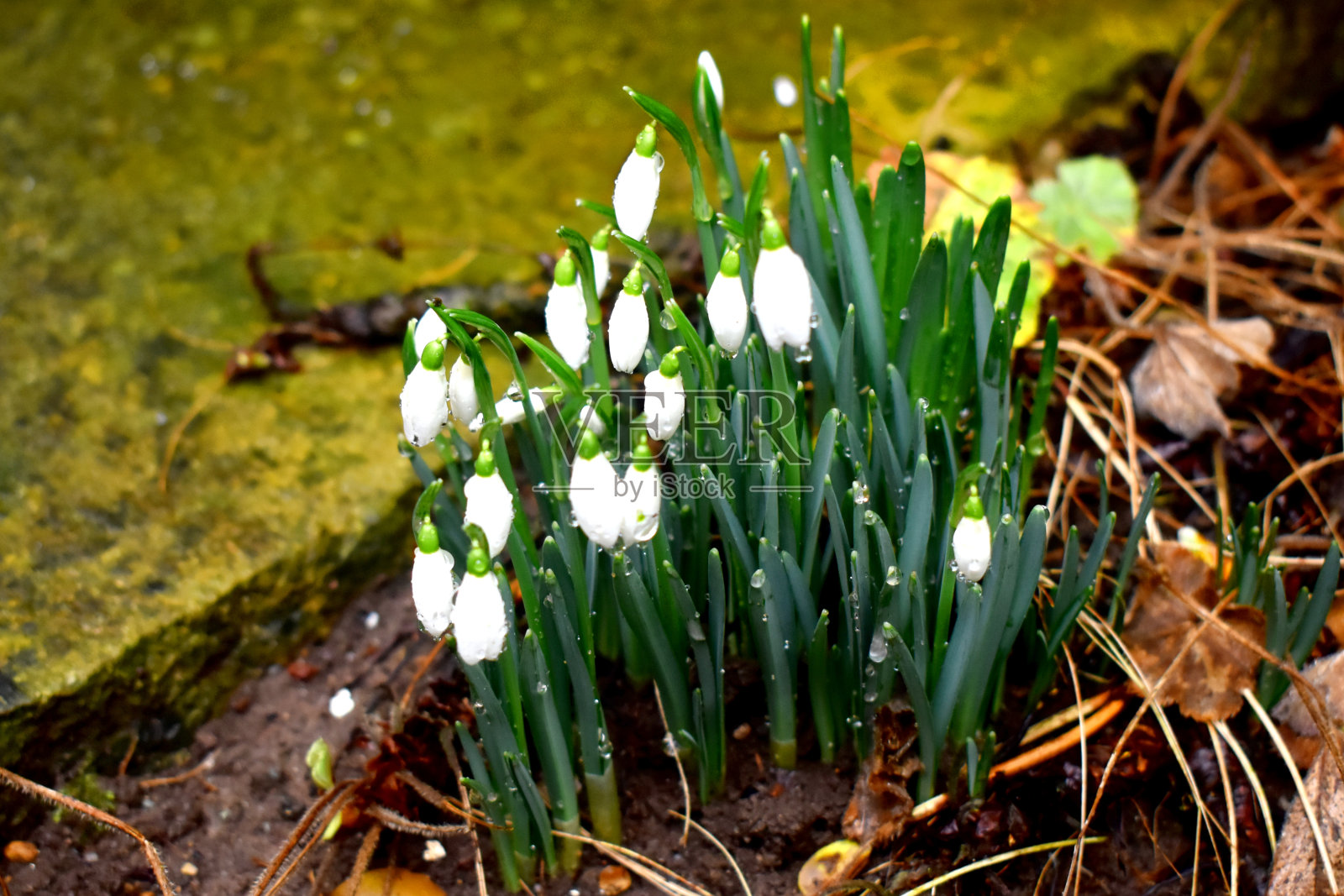 美丽的雪花莲用雨水的水滴，新的生命在花园里生长。自然背景。照片摄影图片