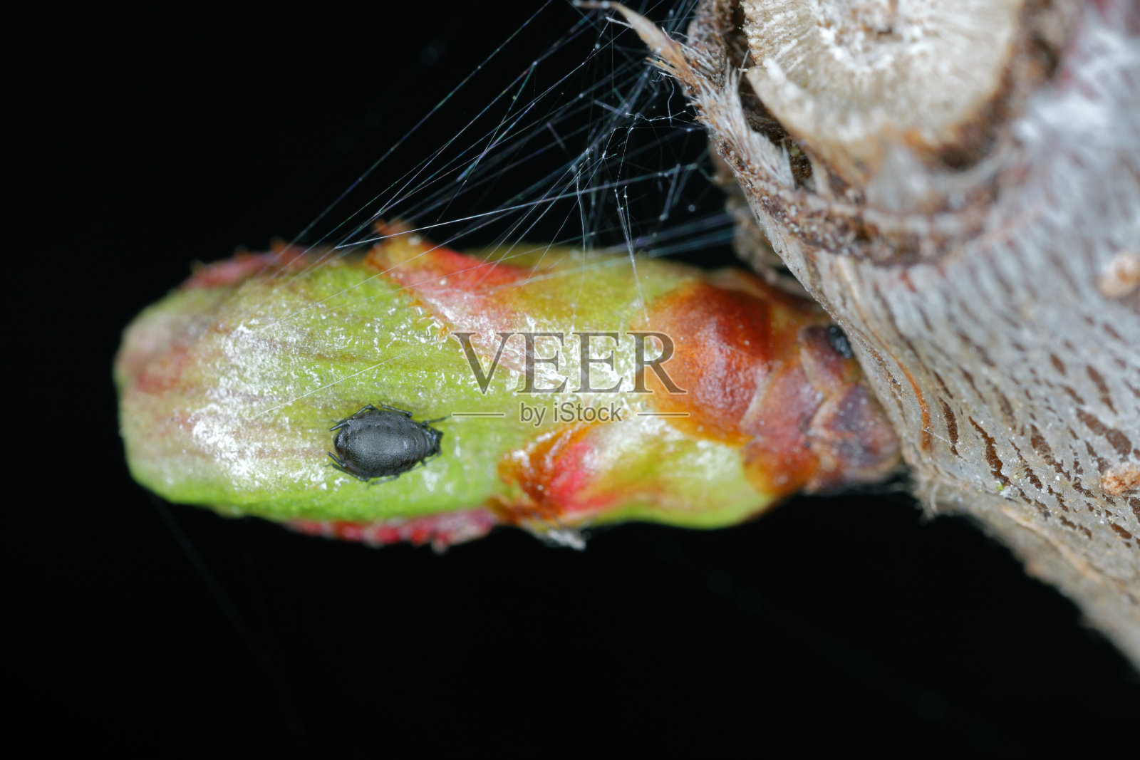 樱桃蚜虫或樱桃黑蝇(Myzus cerasi)在早春的樱桃芽上。它是果园里的害虫。照片摄影图片