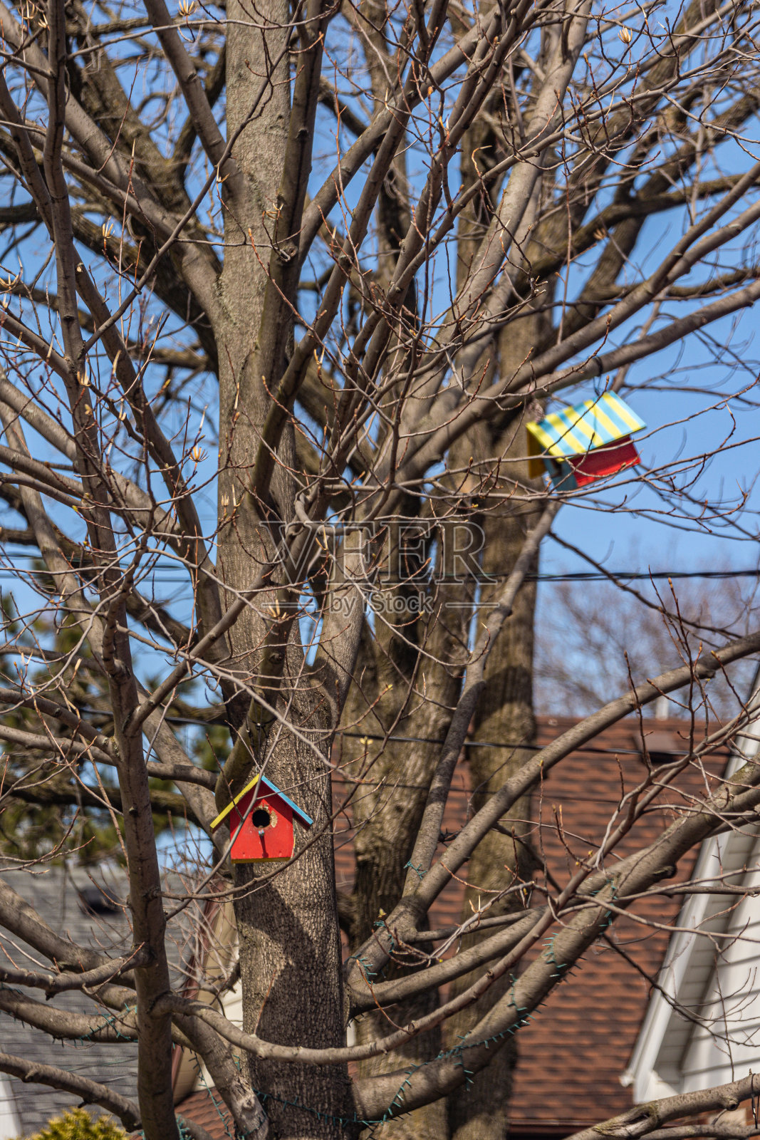 阳光明媚的日子里，小屋式的鸟巢挂在树枝上照片摄影图片