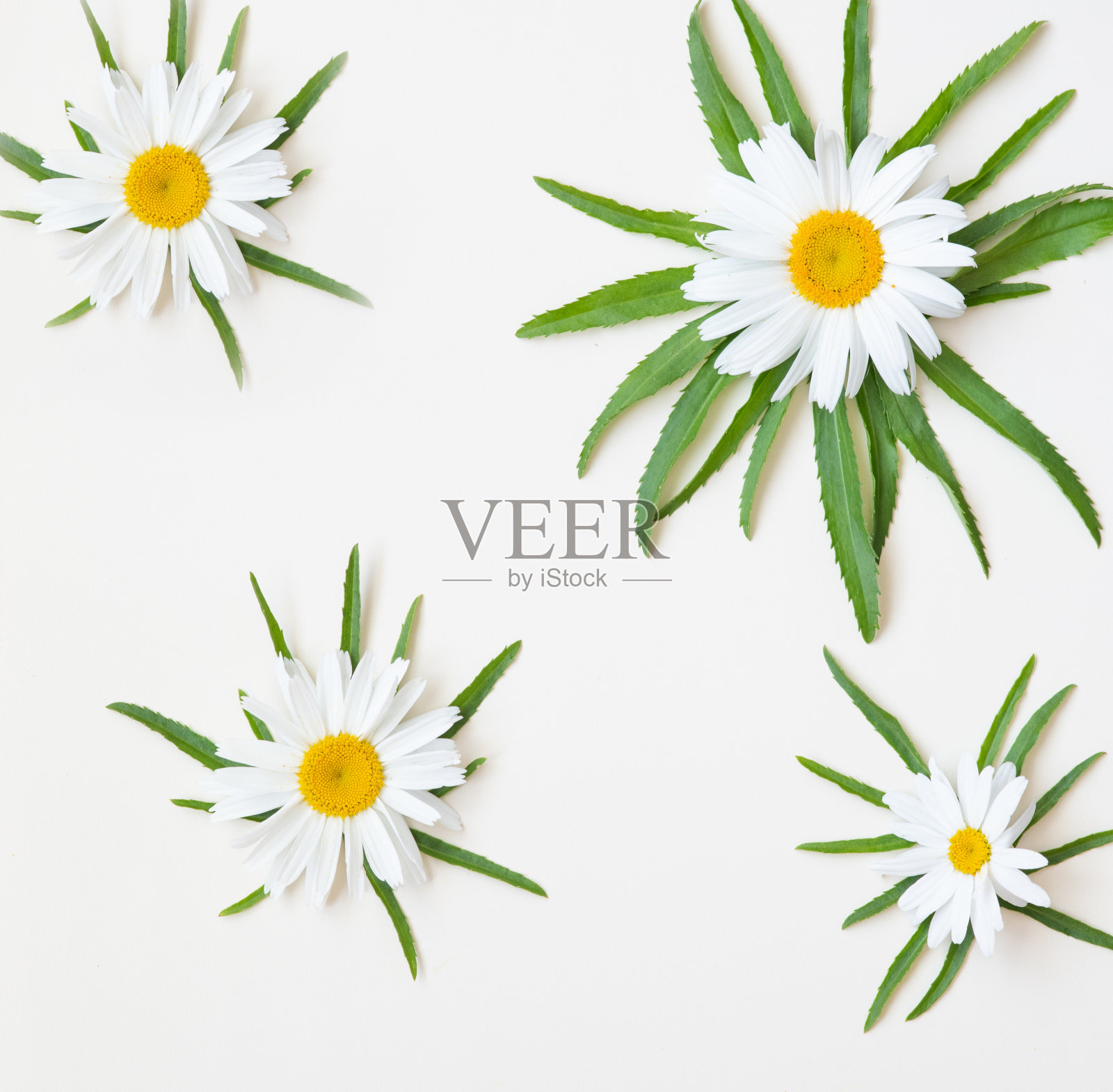 盛开的雏菊照片摄影图片