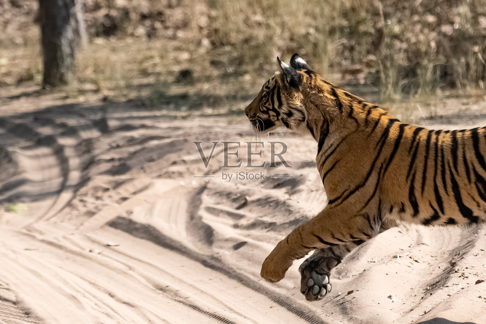 一只追逐猎物的小老虎照片摄影图片