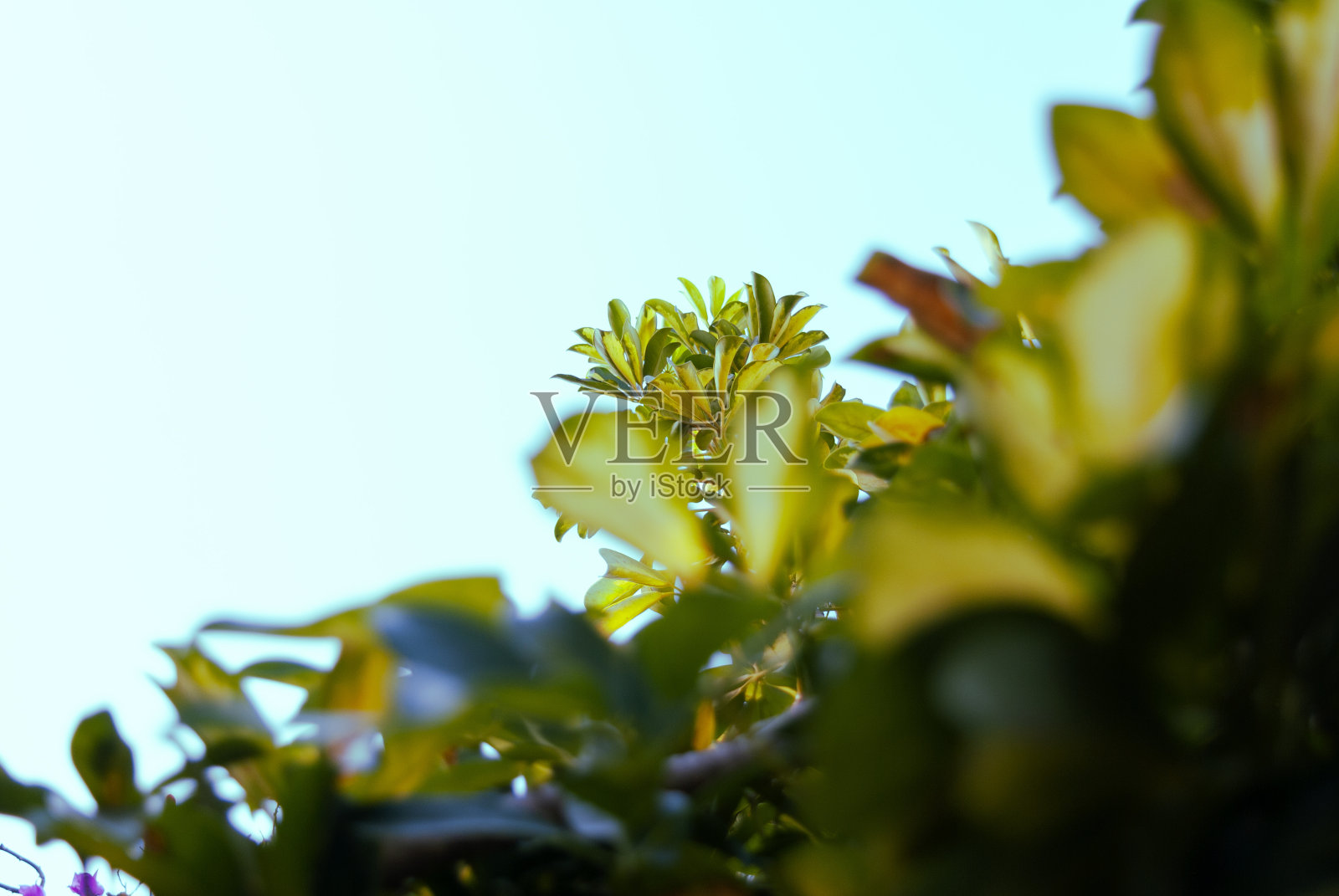 户外树叶的细节与清晰的背景天空。照片摄影图片
