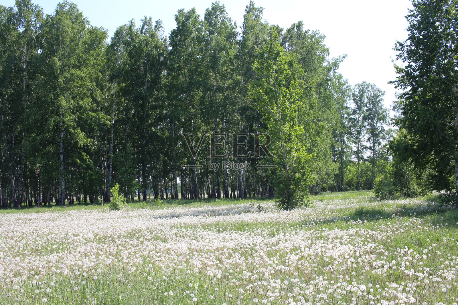 俄罗斯森林，夏天有白桦林和蒲公英照片摄影图片