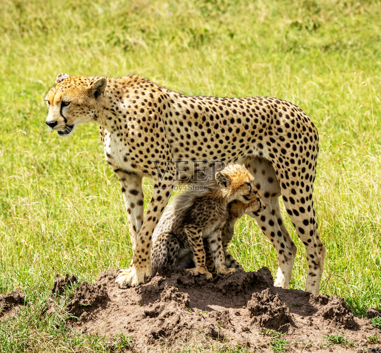 坦桑尼亚神奇的野生动物之地照片摄影图片