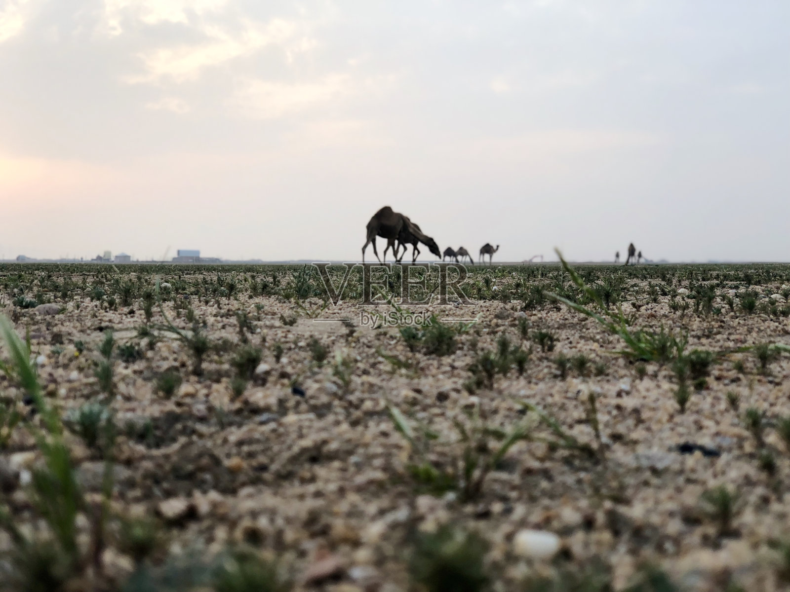 骆驼照片摄影图片