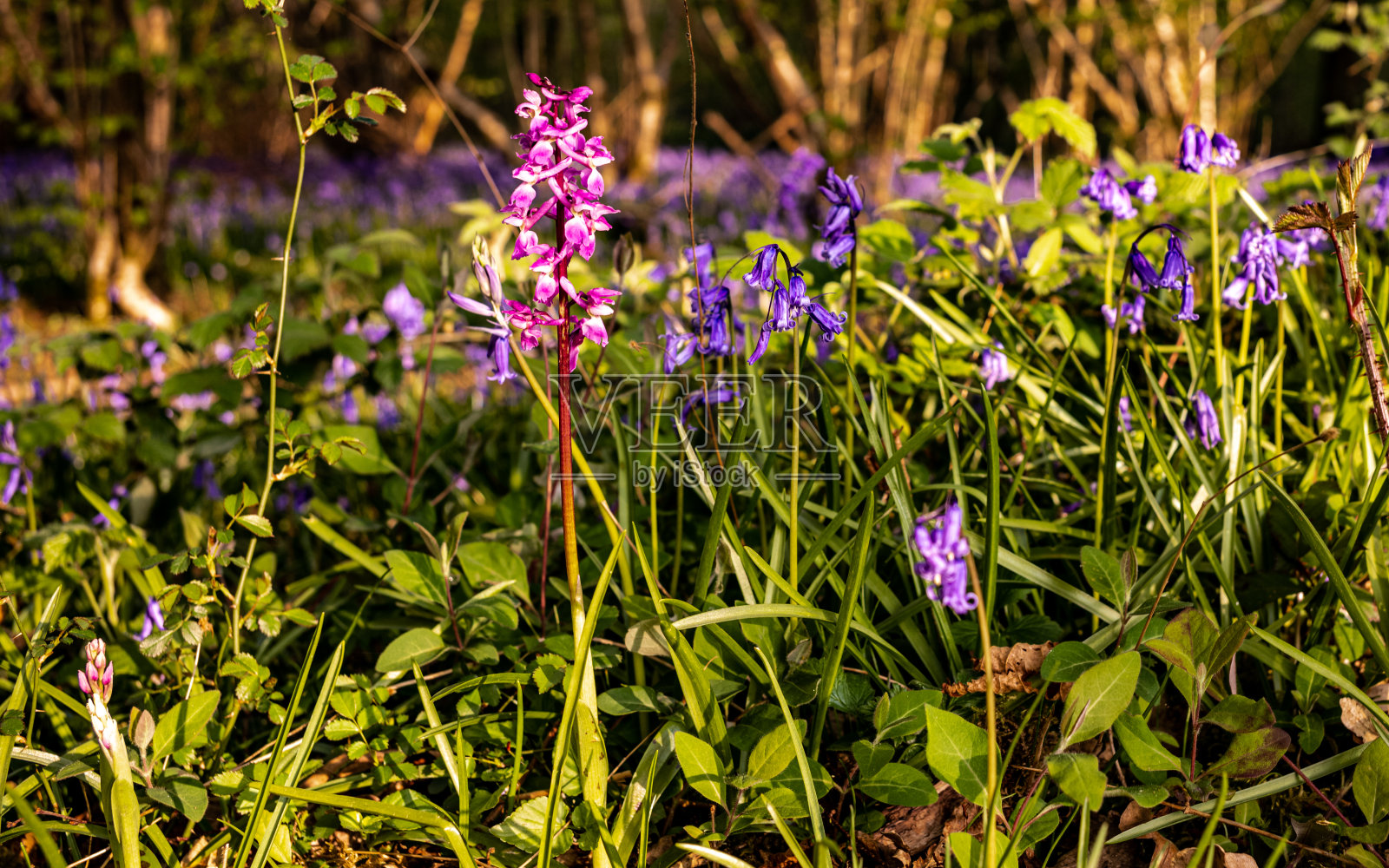 在英国汉普郡西萨塞克斯的林地里，一株早期紫色兰花(阳春兰花)在英国风信子旁边盛开照片摄影图片