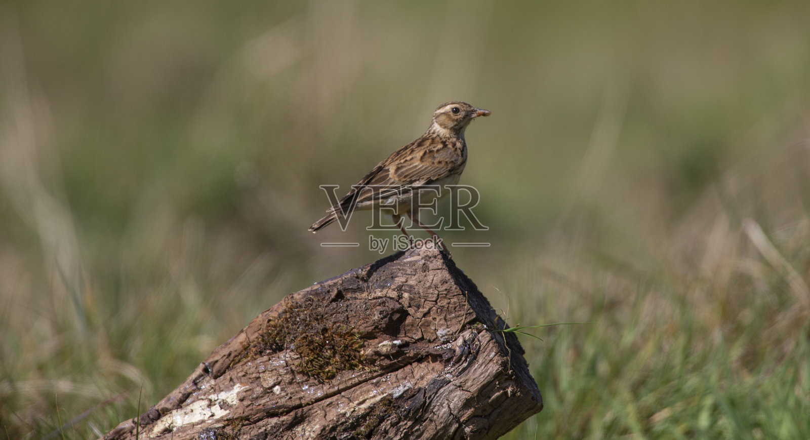 森林云雀照片摄影图片