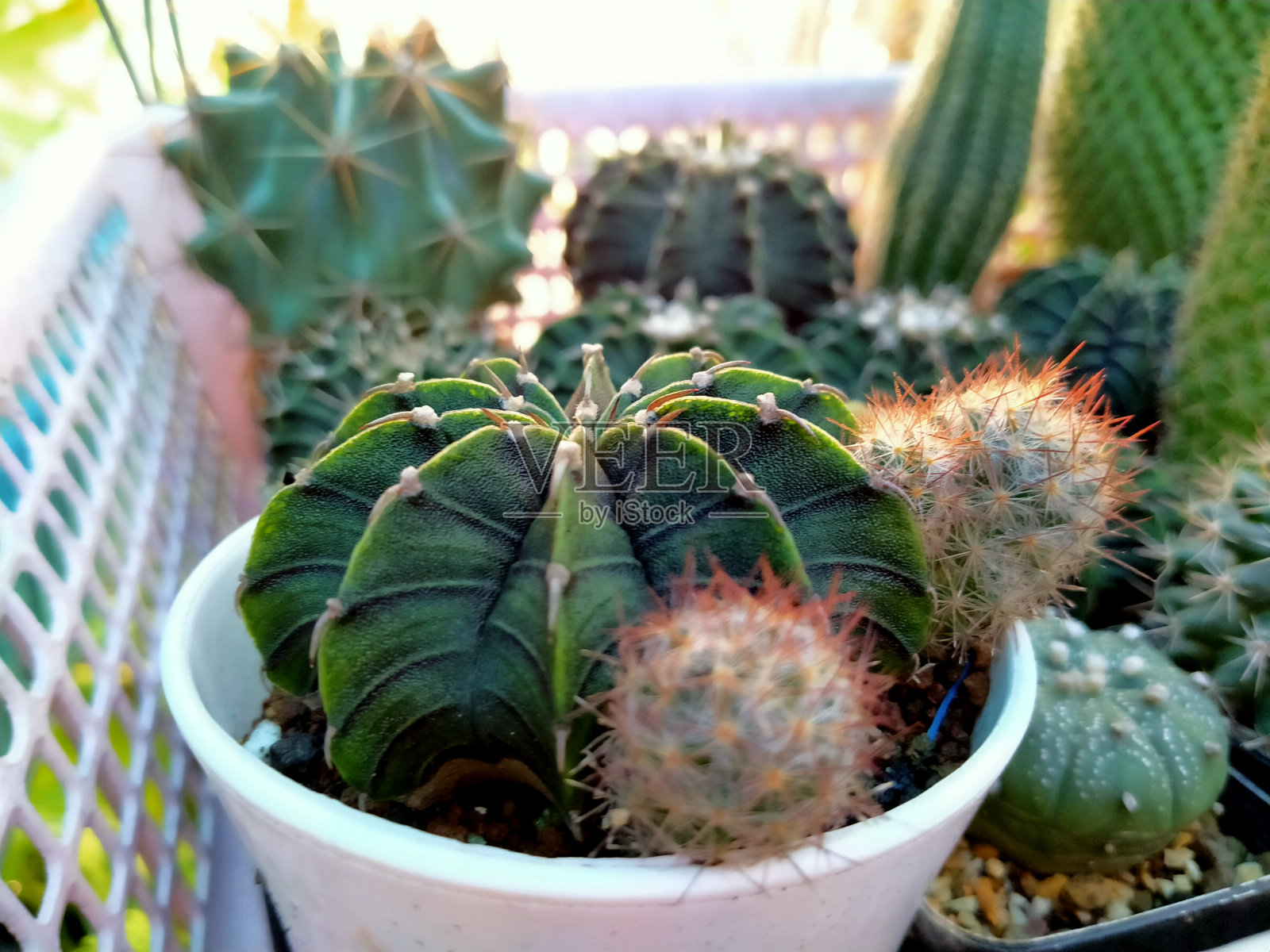 仙人掌照片摄影图片