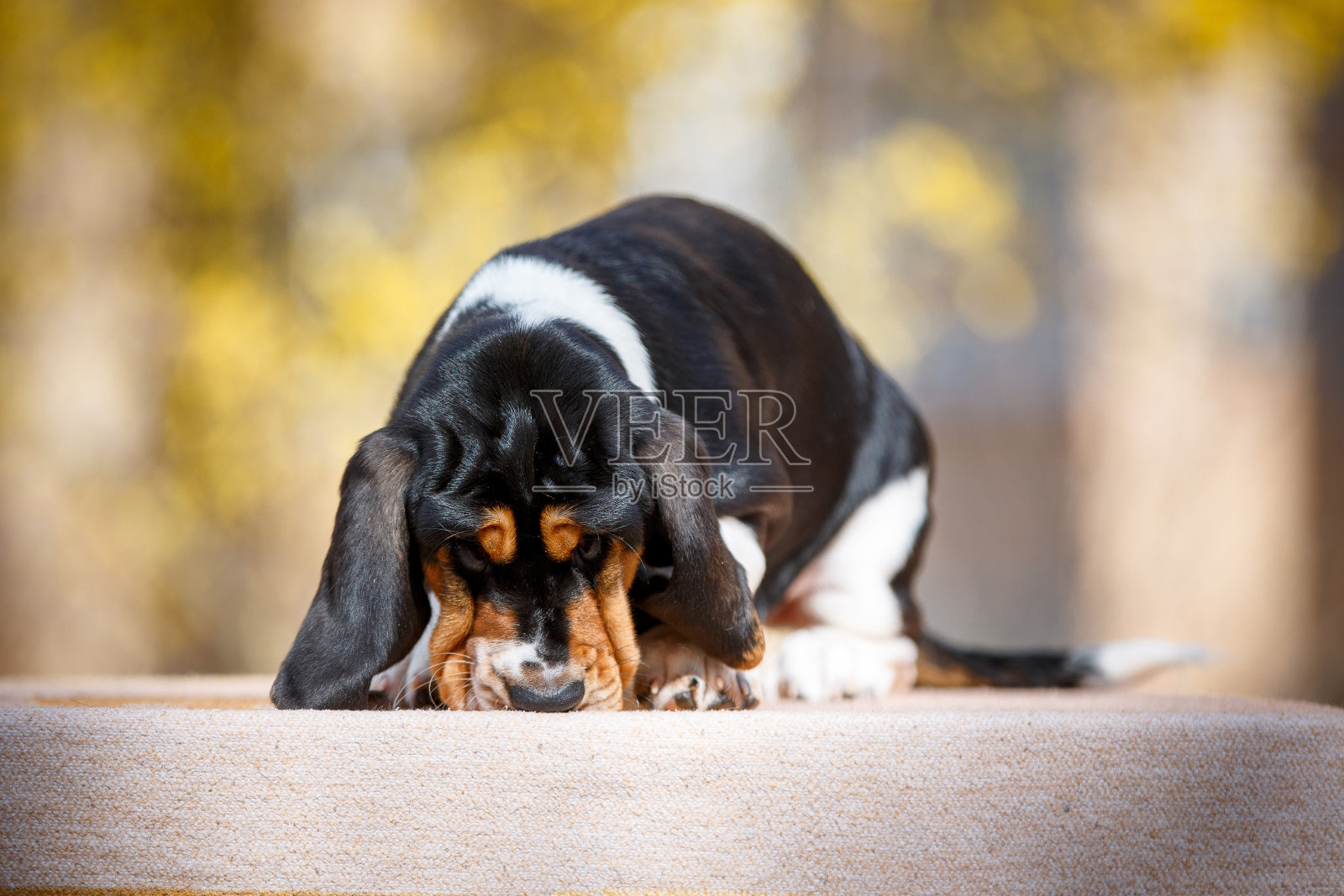 可爱的巴吉度猎犬小狗照片摄影图片