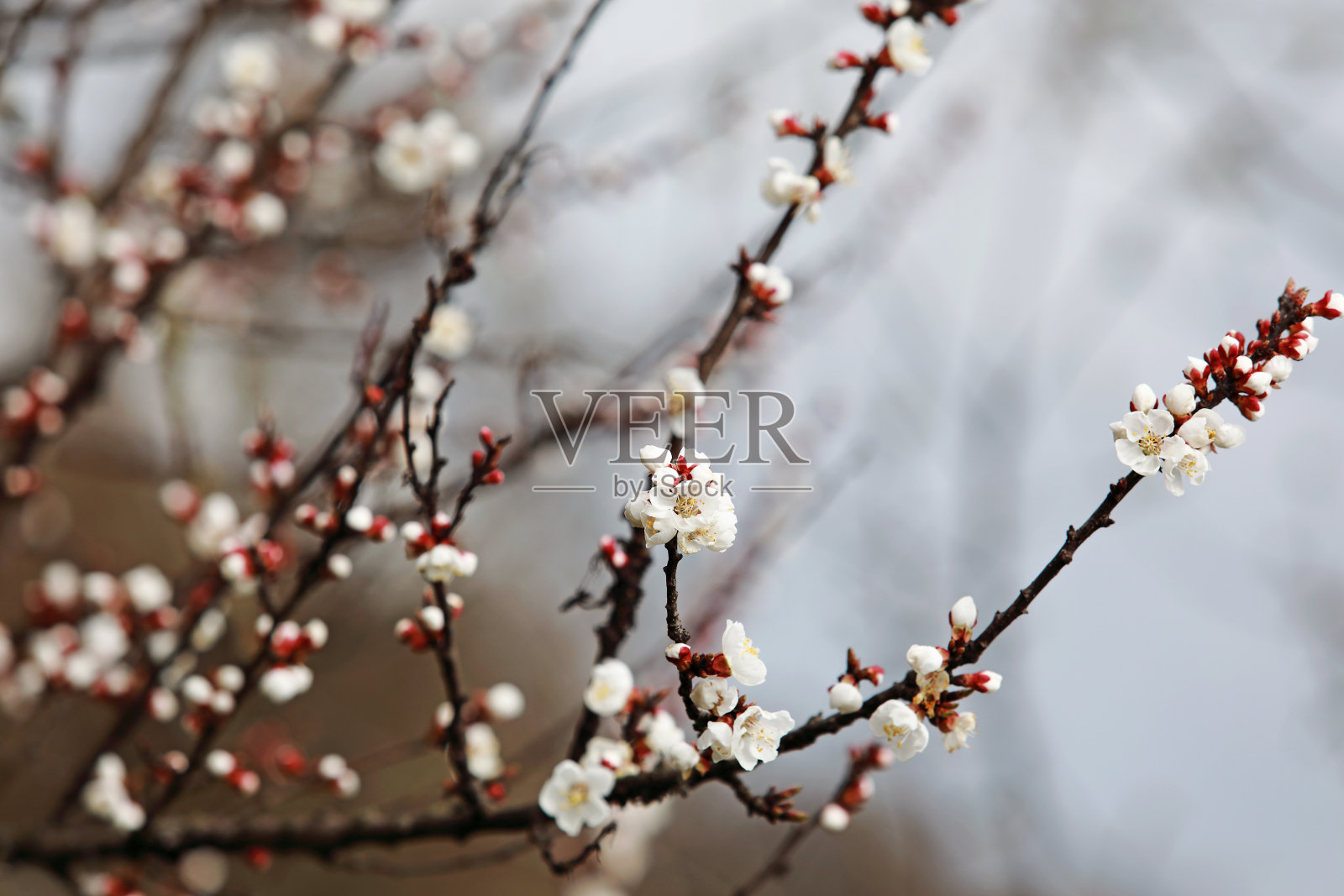 春天开花树木的美丽枝条照片摄影图片