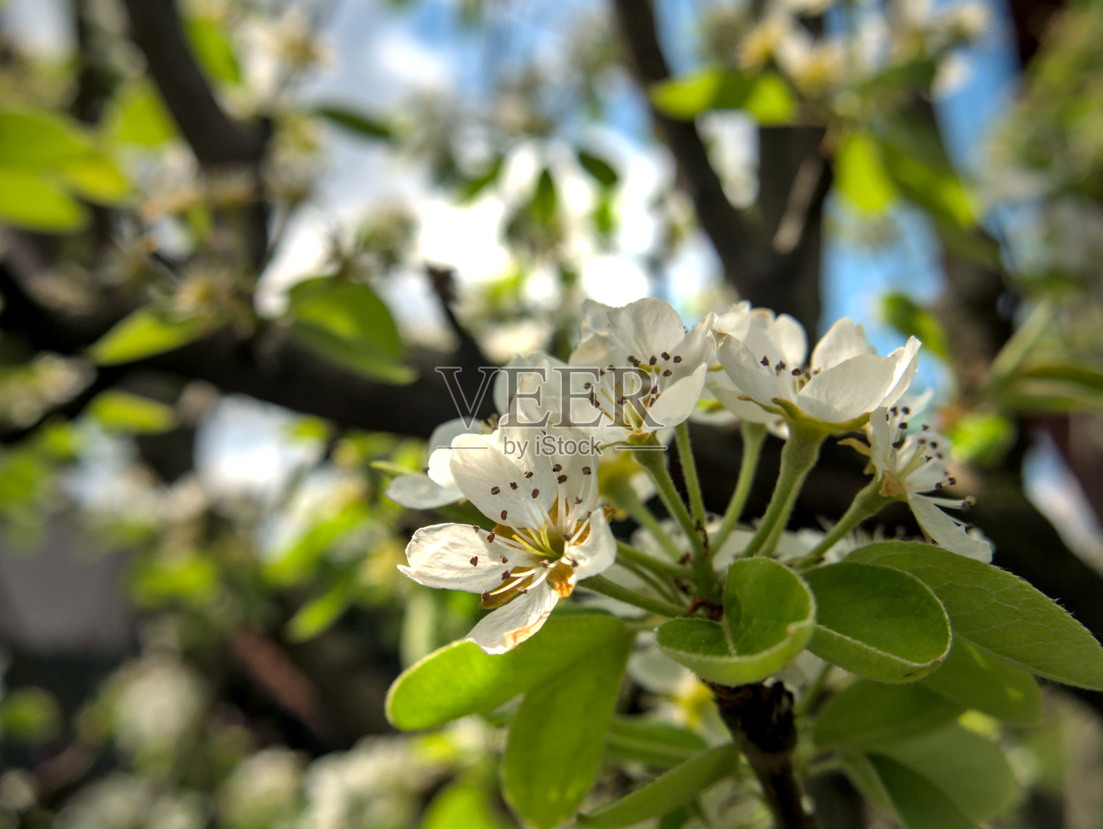 果园里树枝上梨花的特写。浅景深，复制空间照片摄影图片