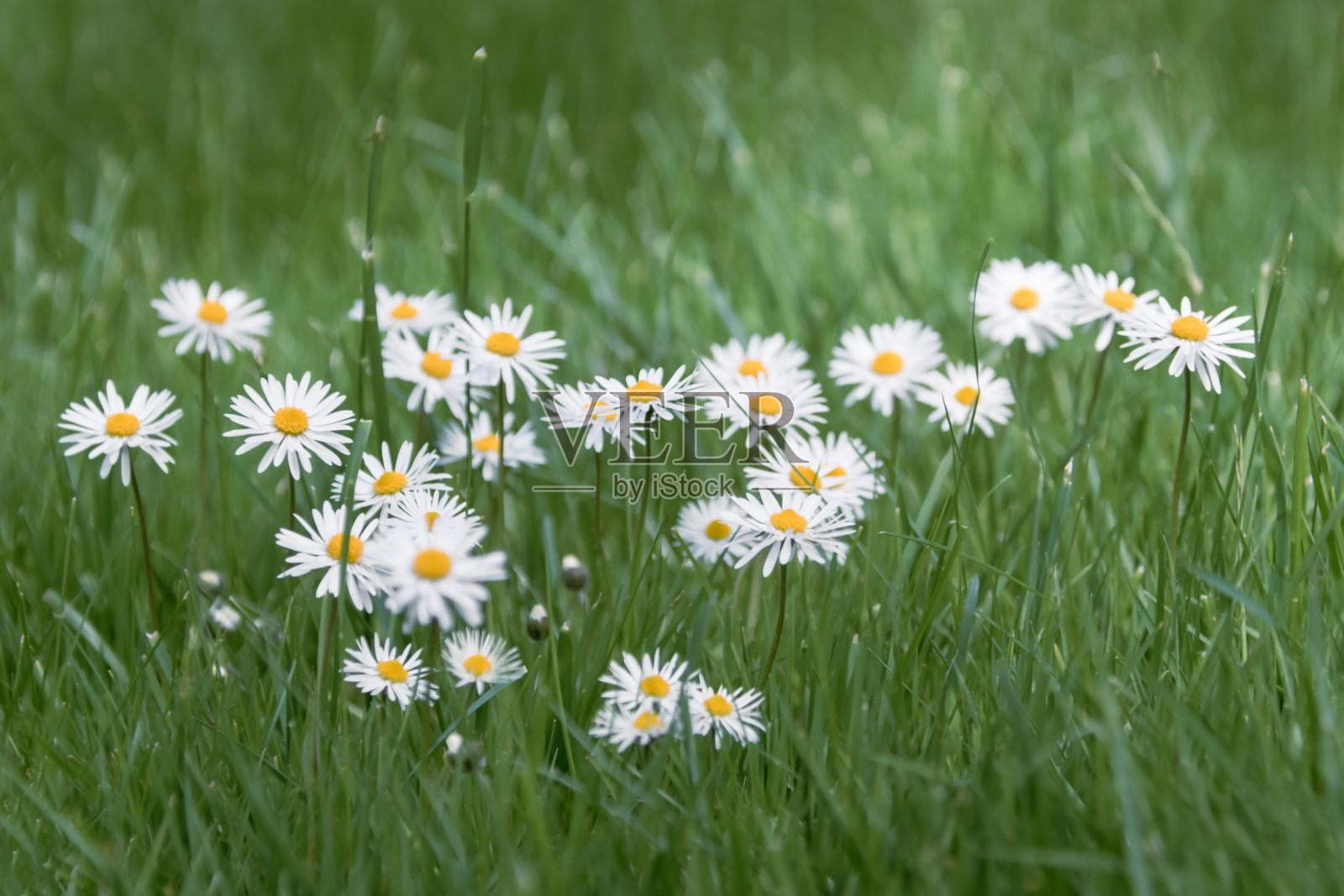 在一个阳光明媚的夏日，白色的野地雏菊嬉戏地从高高的绿草丛中探出头来。特写选择性聚焦照片摄影图片