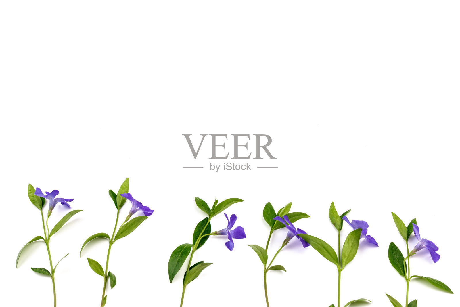 蓝色长春花孤立在白色背景。春天的花。照片摄影图片