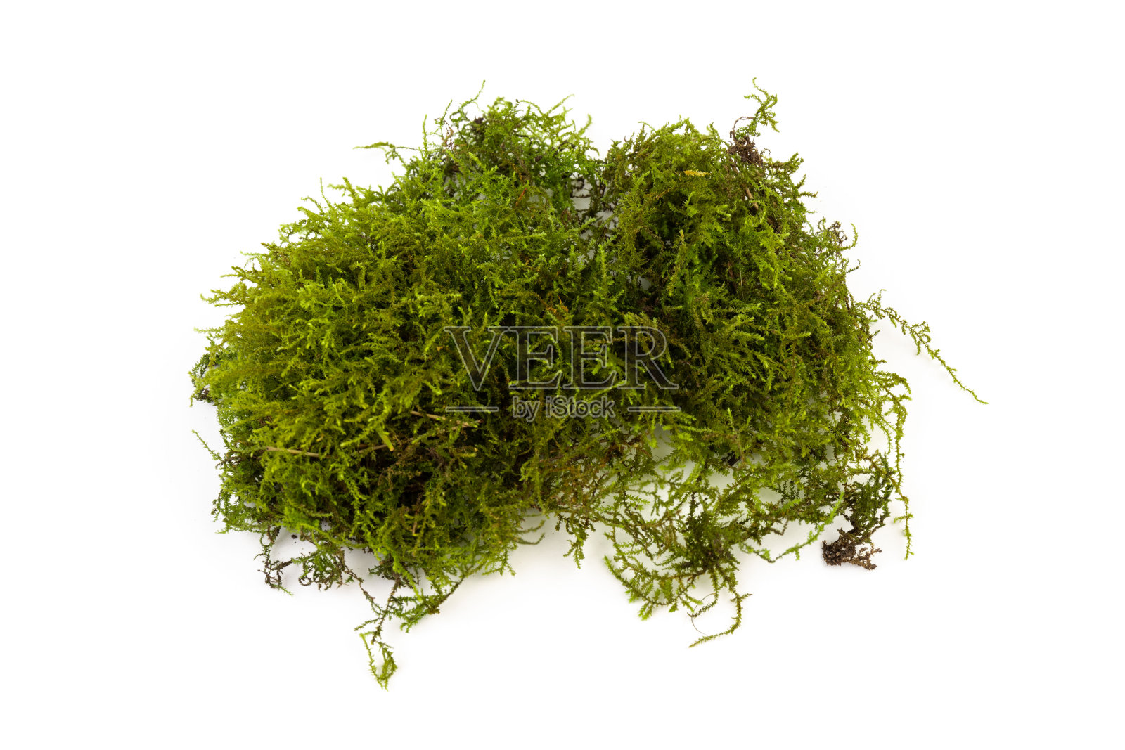 白色背景上的苔藓绿色。空间的文本。照片摄影图片