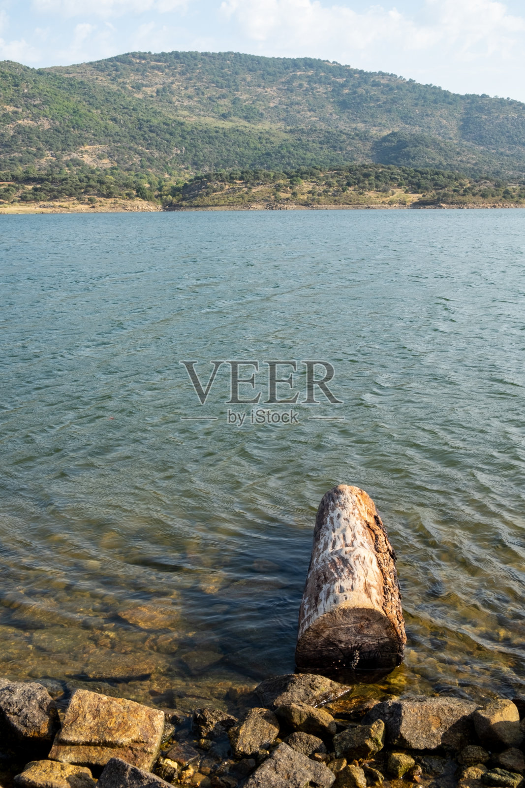 一棵老树的树干漂浮在湖岸上照片摄影图片