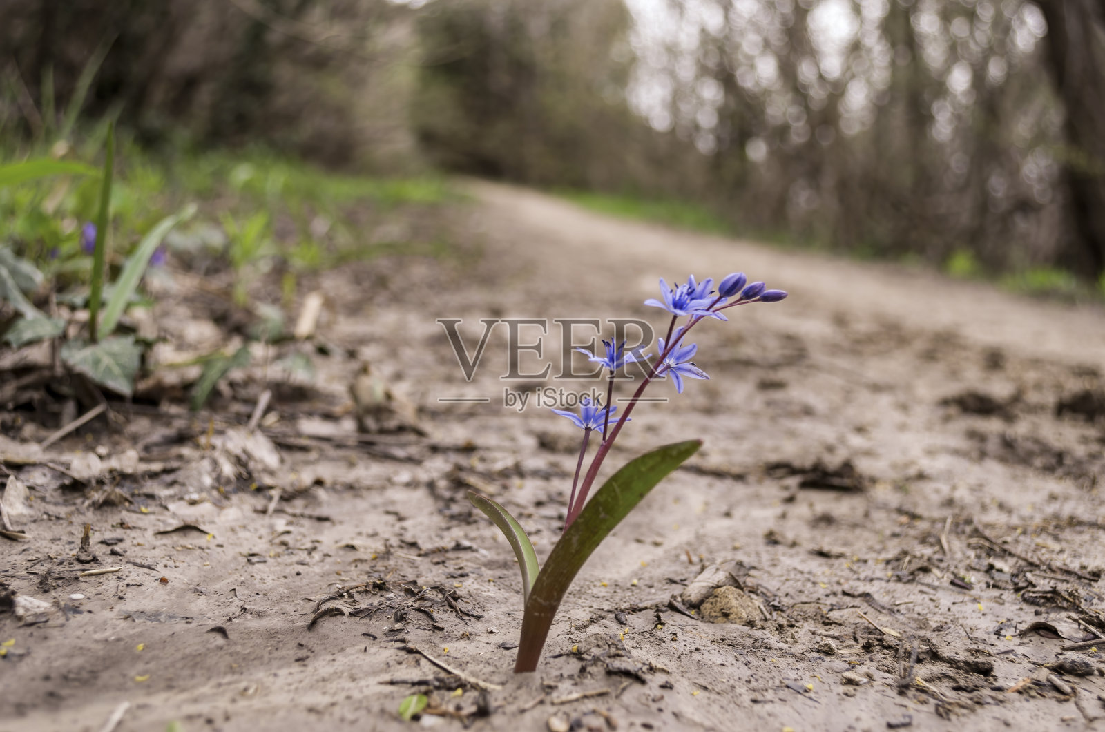 紫堇——森林小路中间的紫色娇嫩花朵照片摄影图片