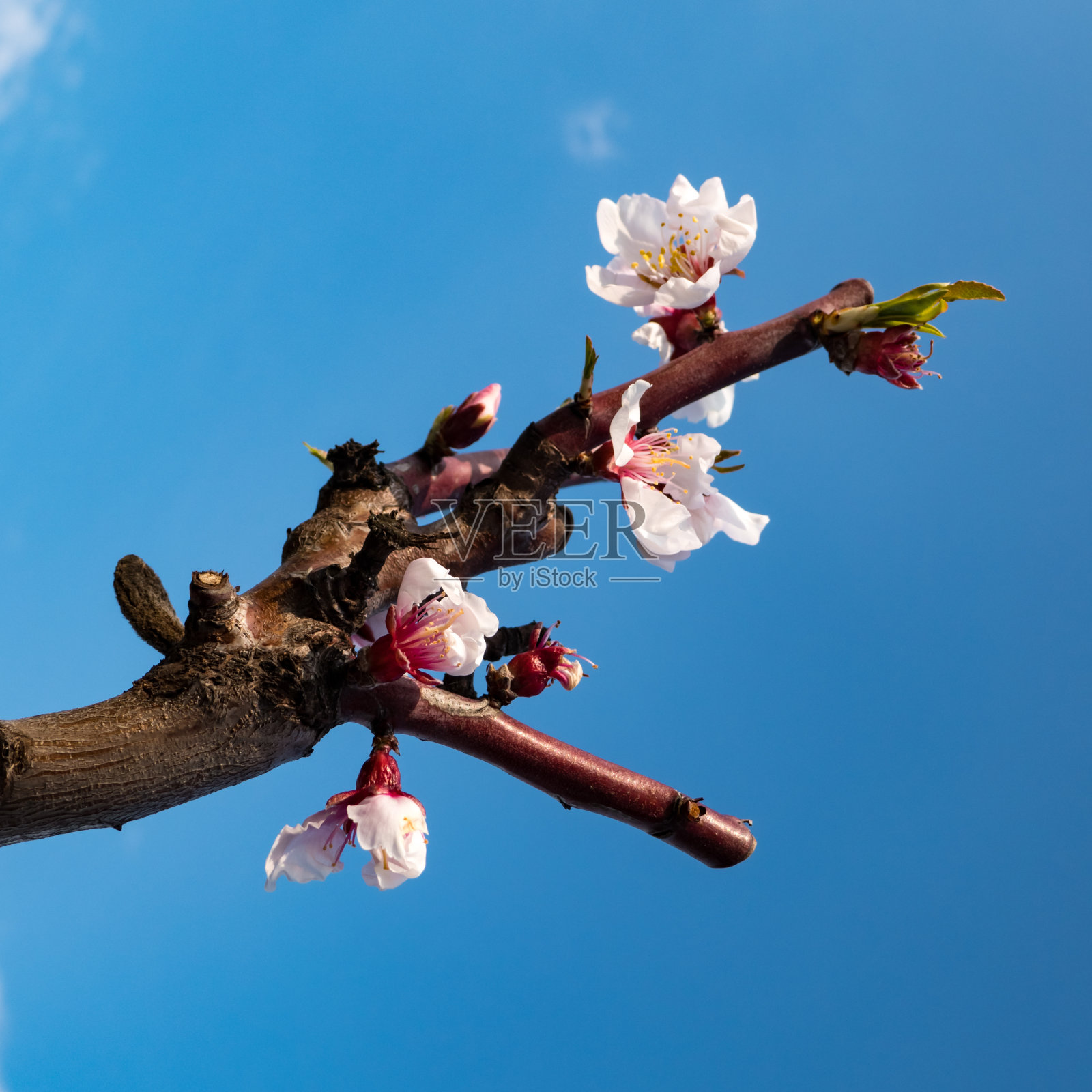 杏花照片摄影图片