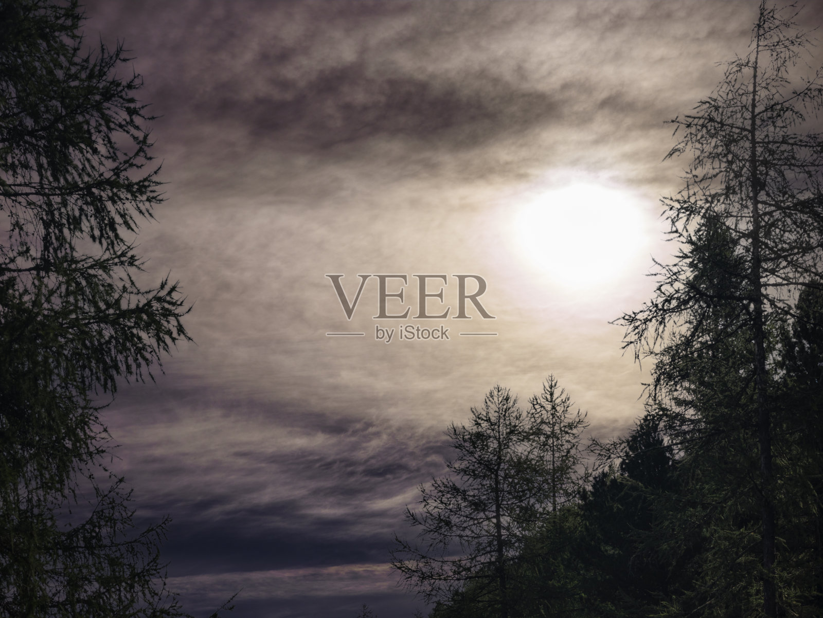 森林里暴风雨的下午照片摄影图片