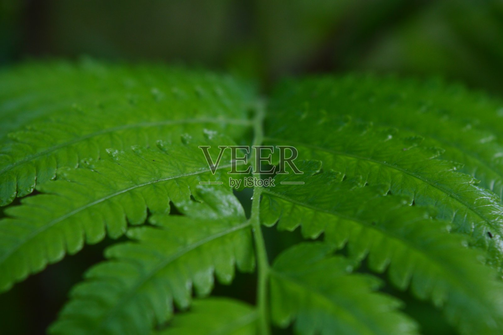 干翅目亲和力照片摄影图片