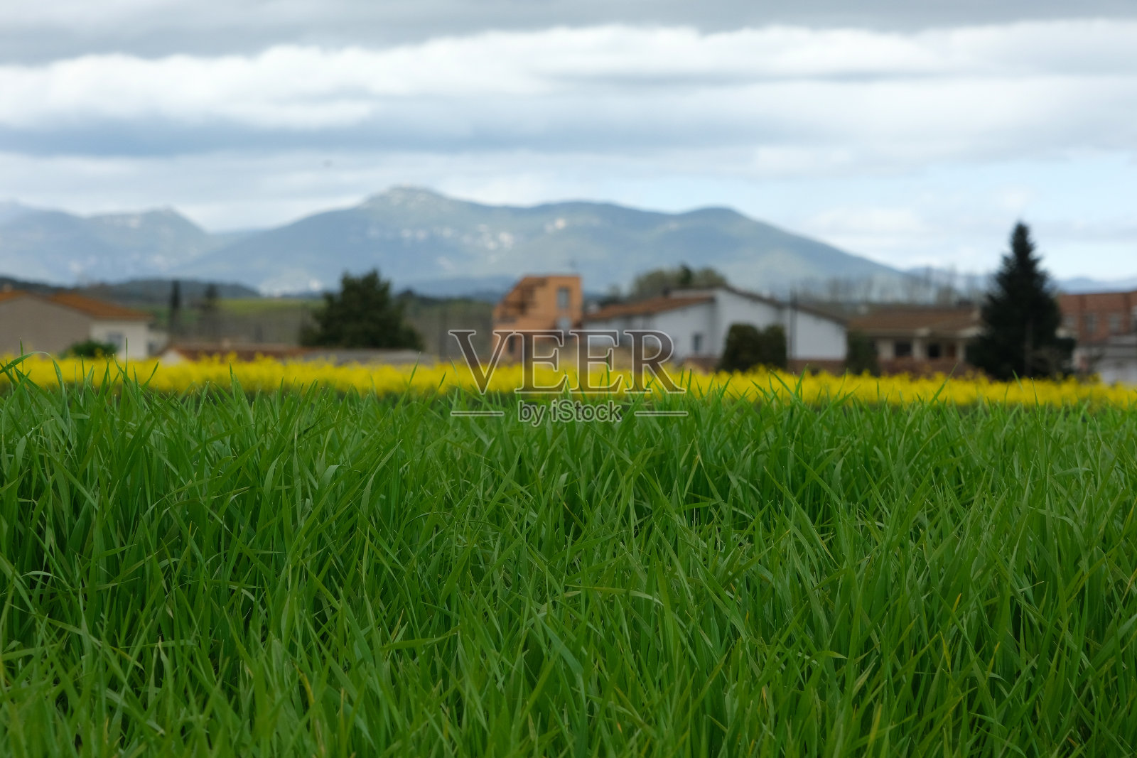 明亮的黄色油菜籽田。盛开的油菜籽照片摄影图片