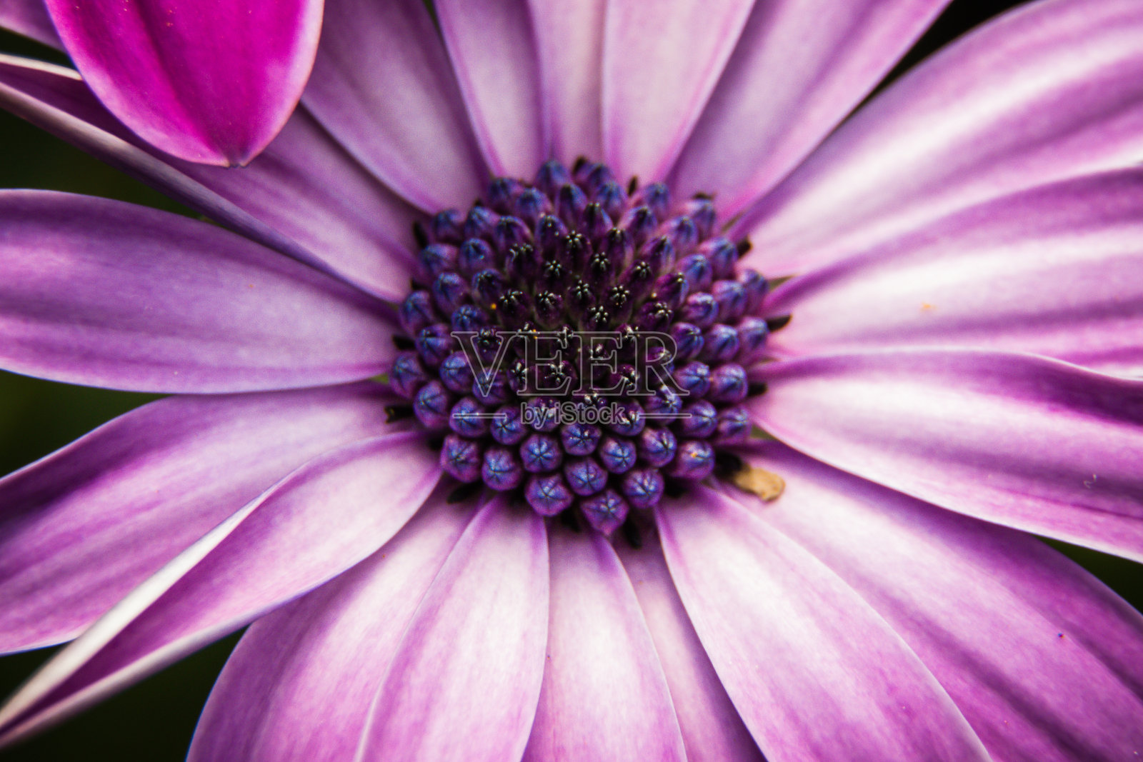 抽象的花朵照片摄影图片