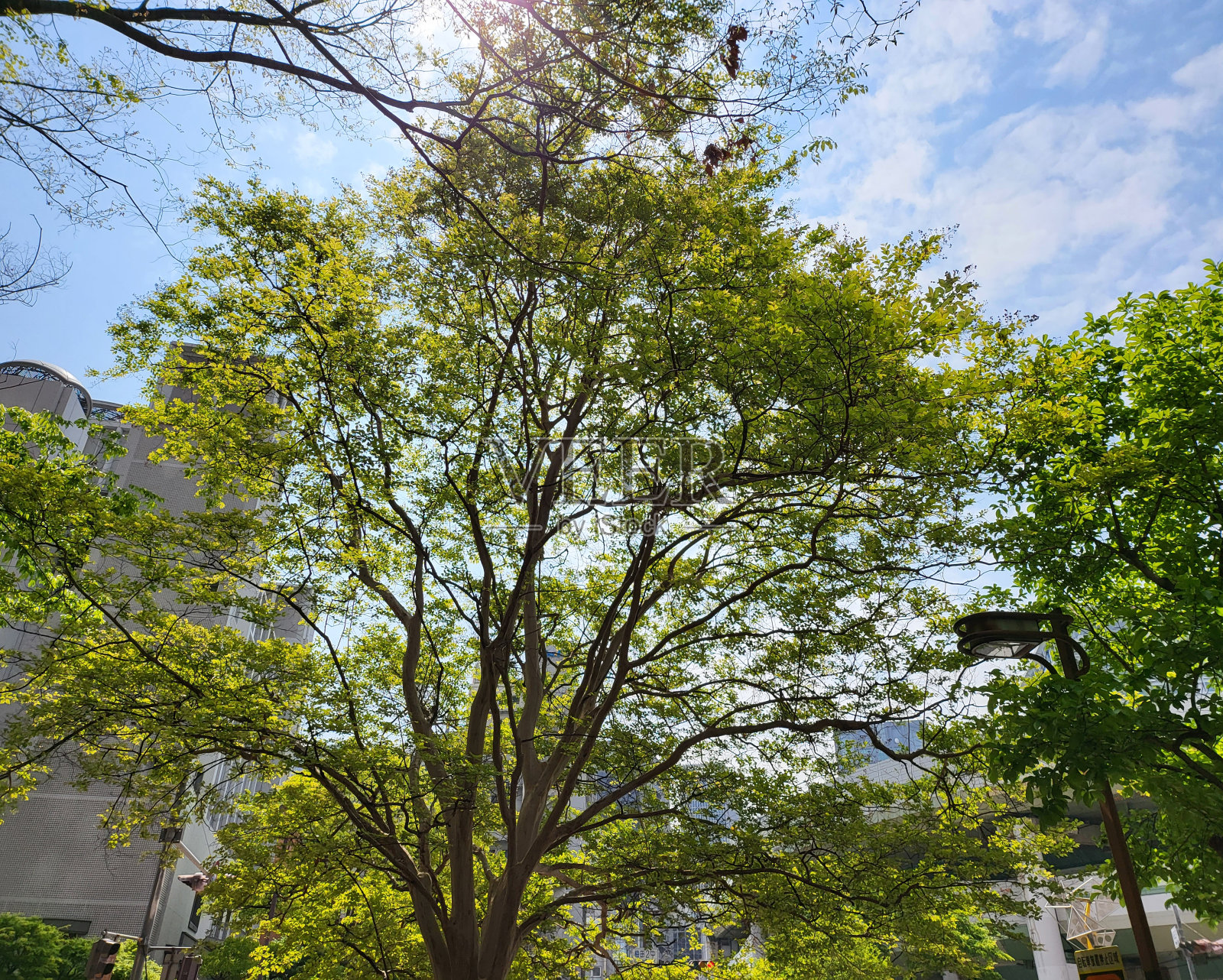 绿色的树叶在城市3照片摄影图片