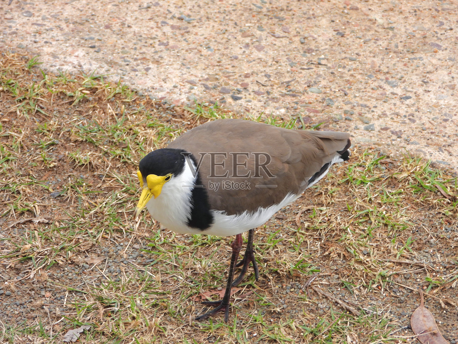 Pambula、新南威尔士、澳大利亚照片摄影图片