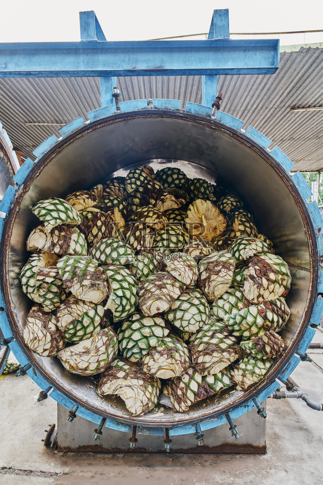 凤梨龙舌兰已经切好，可以放进烤箱里烤了照片摄影图片